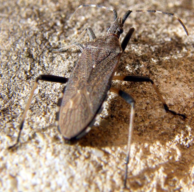 Dicranocephalus marginicollis